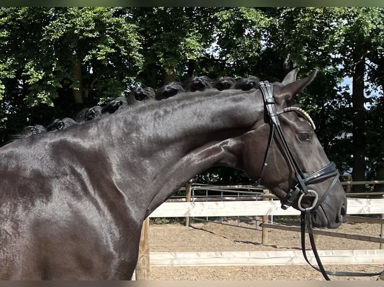 Oldenburg Mare 3 years 15,2 hh Black in Neuenkirchen-V&#xF6;rden
