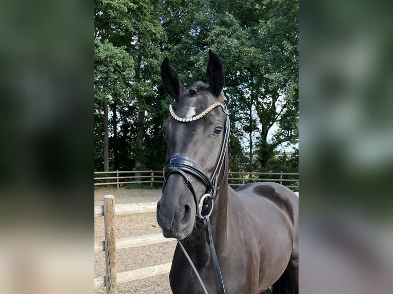 Oldenburg Mare 3 years 15,2 hh Black in Neuenkirchen-V&#xF6;rden