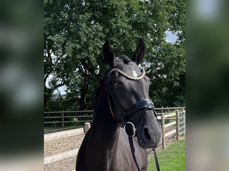 Oldenburg Mare 3 years 15,2 hh Black in Neuenkirchen-V&#xF6;rden