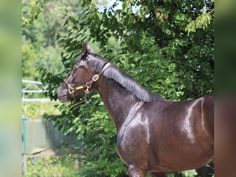 Oldenburg Mare 3 years 15,2 hh Black in Ro&#xDF;dorf