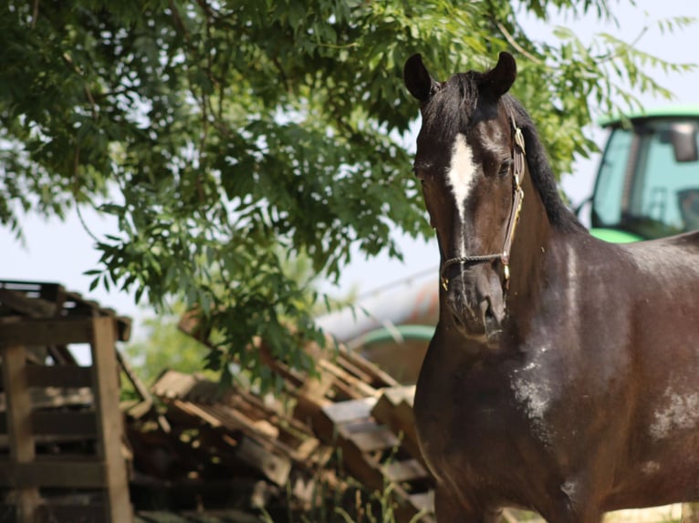 Oldenburg Mare 3 years 15,2 hh Black in Ro&#xDF;dorf