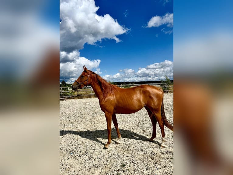 Oldenburg Mare 3 years 15,2 hh in Weiskirchen