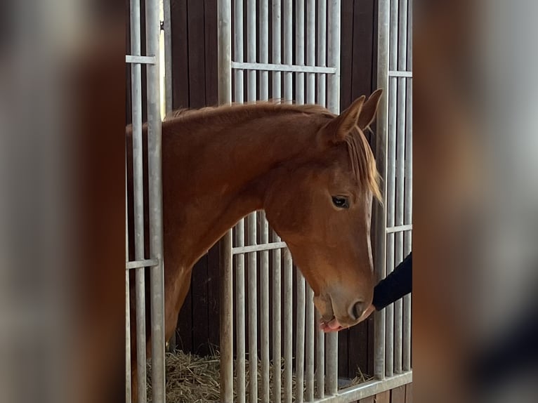 Oldenburg Mare 3 years 15,2 hh in Weiskirchen