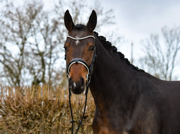 Oldenburg Mare 3 years 15,3 hh Bay-Dark in Großsolt