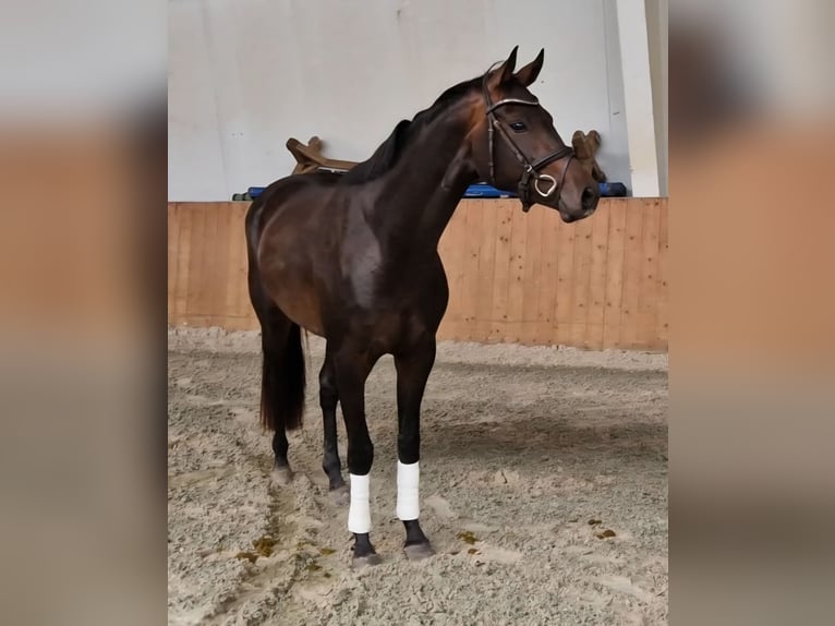 Oldenburg Mare 3 years 15,3 hh Bay-Dark in Lindern (Oldenburg)