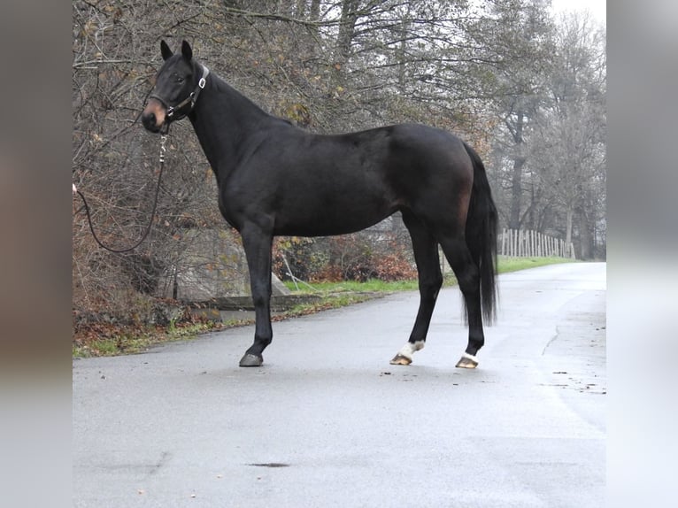Oldenburg Mare 3 years 15,3 hh Bay-Dark in Verl