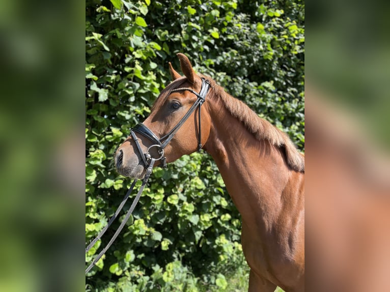 Oldenburg Mare 3 years 15,3 hh Chestnut in Blunk