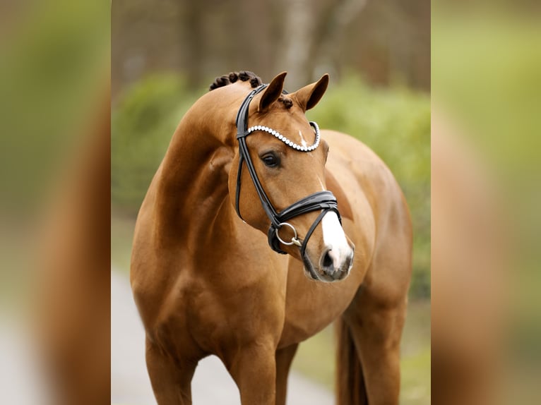 Oldenburg Mare 3 years 15,3 hh  in Schapen