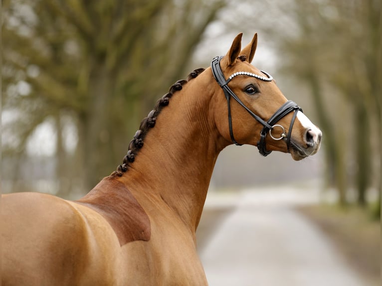 Oldenburg Mare 3 years 15,3 hh  in Schapen