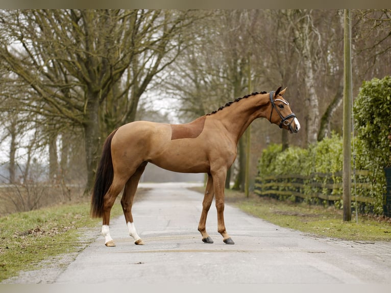 Oldenburg Mare 3 years 15,3 hh  in Schapen