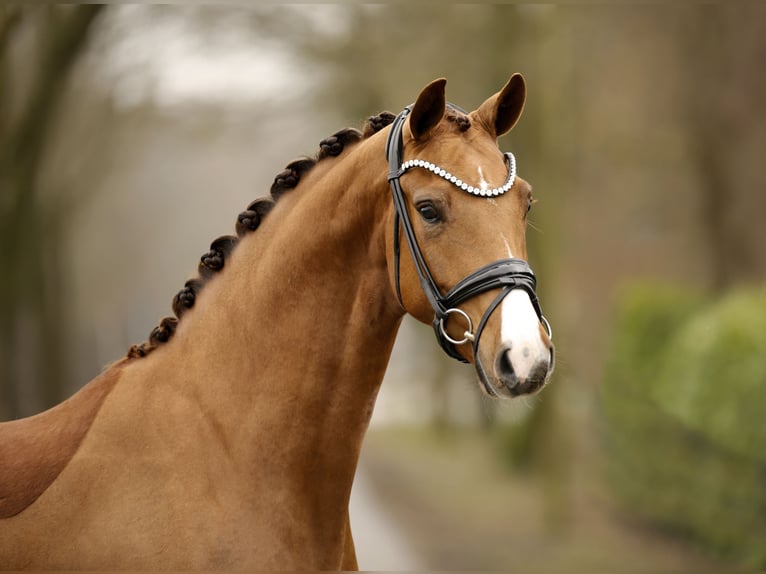 Oldenburg Mare 3 years 15,3 hh  in Schapen