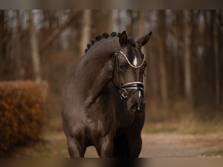 Oldenburg Mare 3 years 15,3 hh Smoky-Black in Wehringen