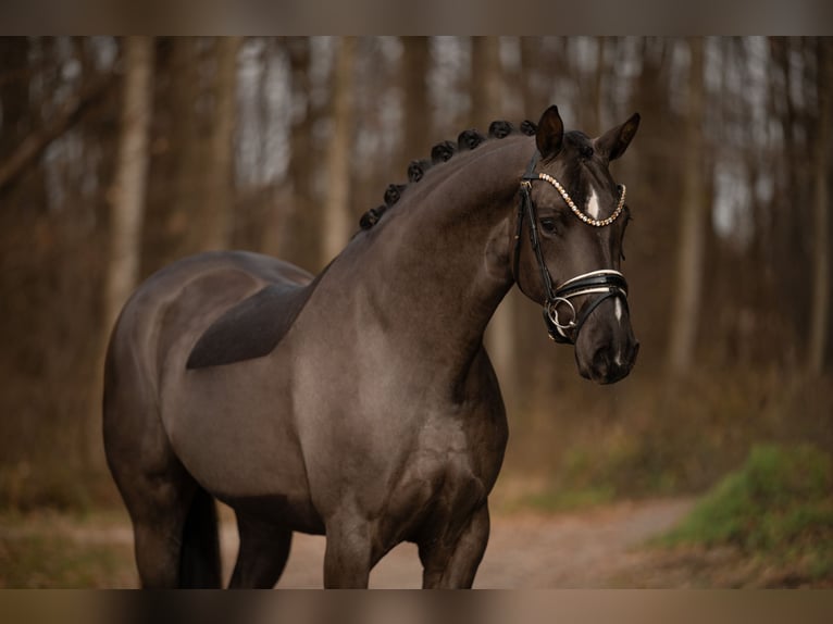 Oldenburg Mare 3 years 15,3 hh Smoky-Black in Wehringen
