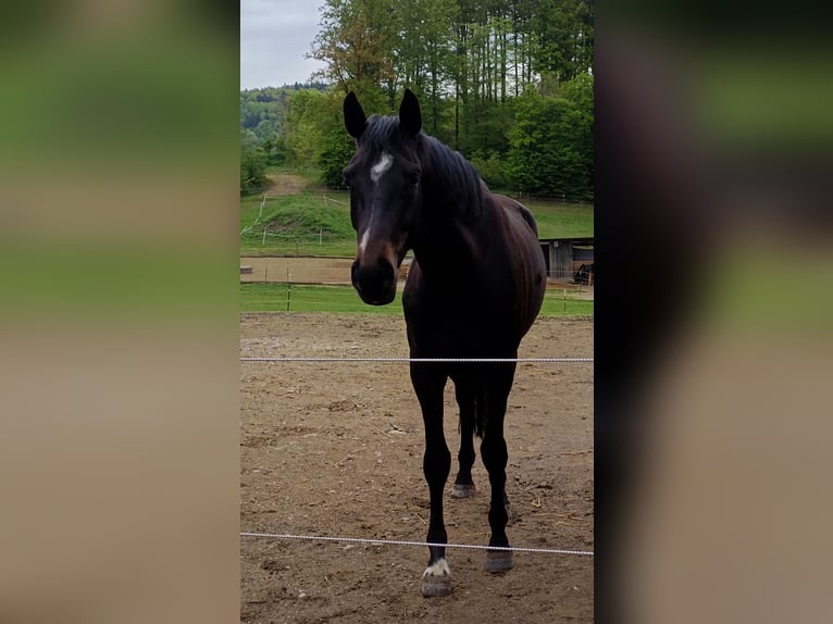 Oldenburg Mare 3 years 16,1 hh Bay-Dark in Amstetten