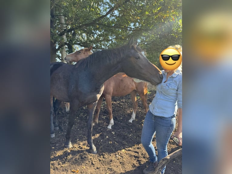 Oldenburg Mare 3 years 16.1 hh Bay-Dark in Bargstedt