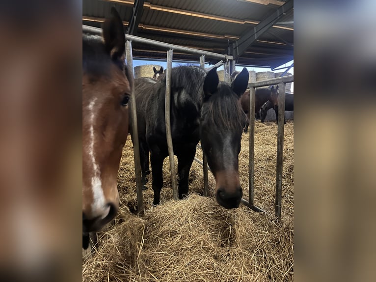 Oldenburg Mare 3 years 16.1 hh Bay-Dark in Bargstedt