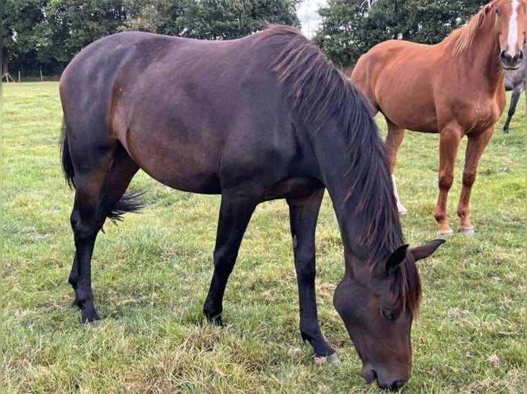 Oldenburg Mare 3 years 16.1 hh Bay-Dark in Bargstedt