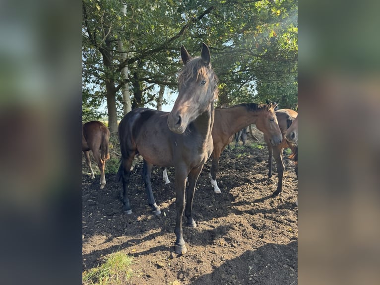 Oldenburg Mare 3 years 16.1 hh Bay-Dark in Bargstedt