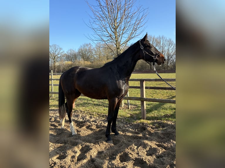 Oldenburg Mare 3 years 16.1 hh Bay-Dark in Blunk