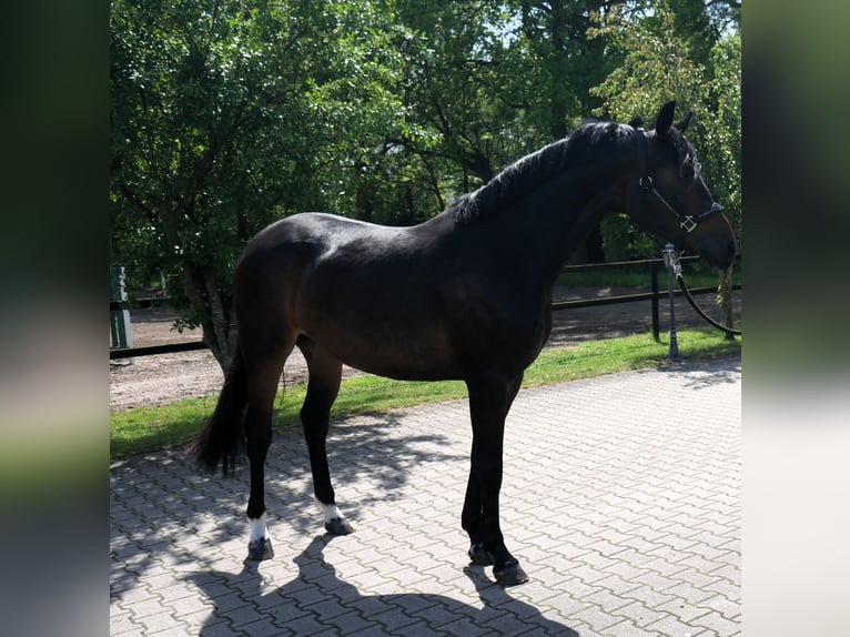 Oldenburg Mare 3 years 16.1 hh Bay-Dark in Werlte