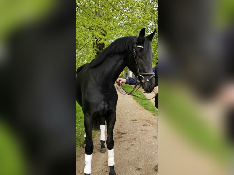 Oldenburg Mare 3 years 16,1 hh Black in Stove