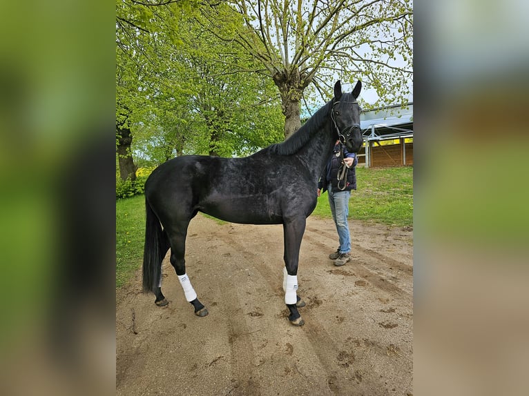 Oldenburg Mare 3 years 16,1 hh Black in Stove