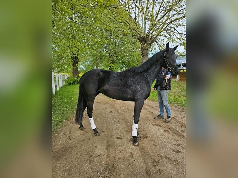 Oldenburg Mare 3 years 16,1 hh Black in Stove