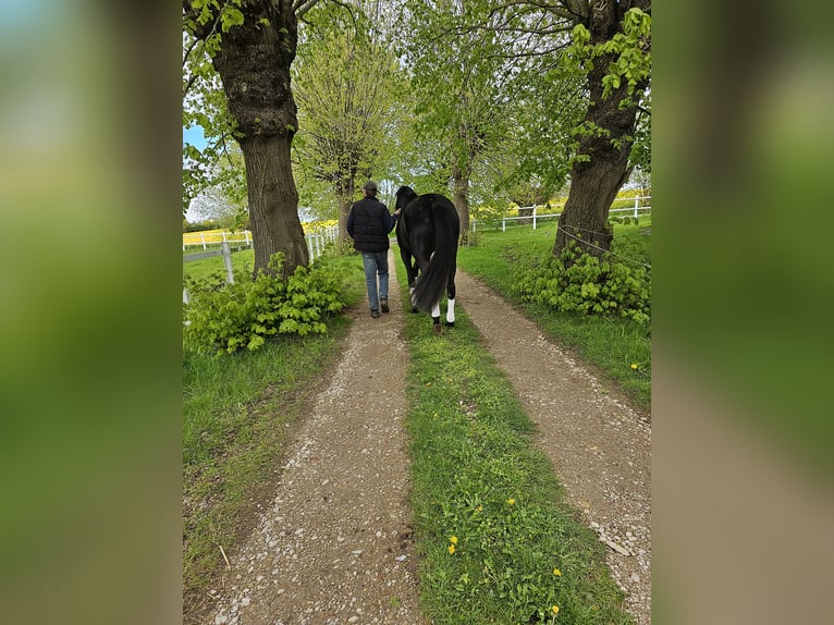 Oldenburg Mare 3 years 16,1 hh Black in Stove