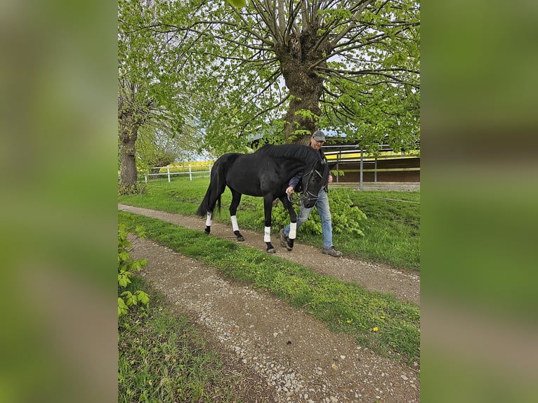 Oldenburg Mare 3 years 16,1 hh Black in Stove