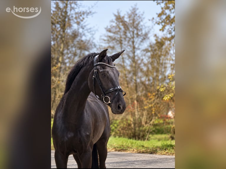 Oldenburg Mare 3 years 16.1 hh Black in Rosenheim