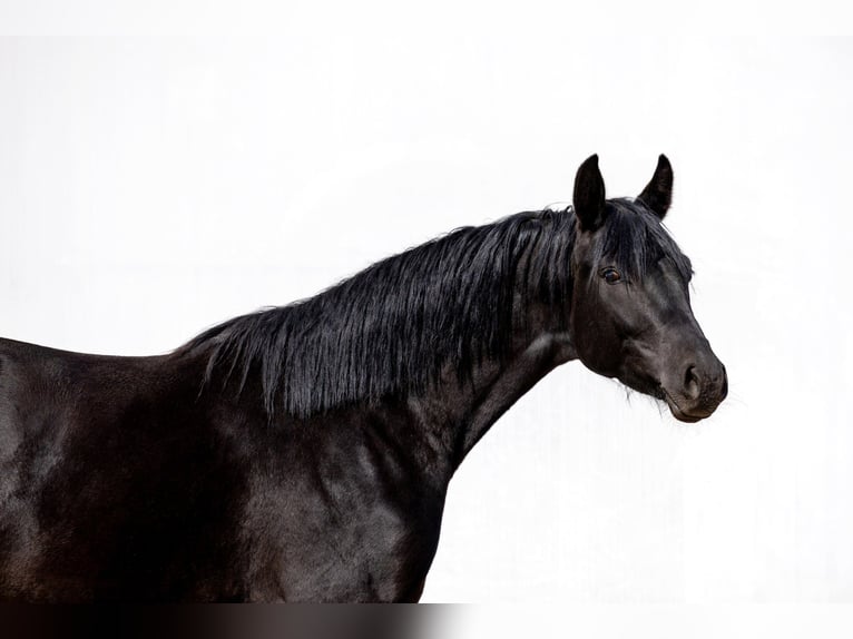 Oldenburg Mare 3 years 16.1 hh Black in Siedliska