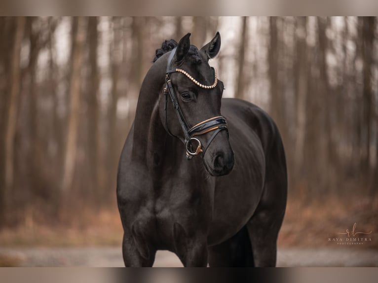 Oldenburg Mare 3 years 16,1 hh Black in Wehringen