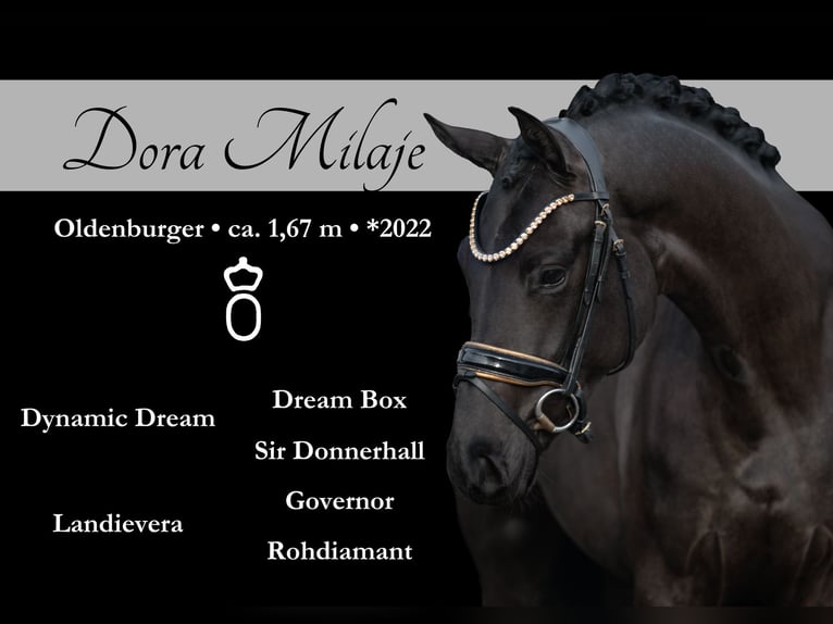 Oldenburg Mare 3 years 16,1 hh Black in Wehringen