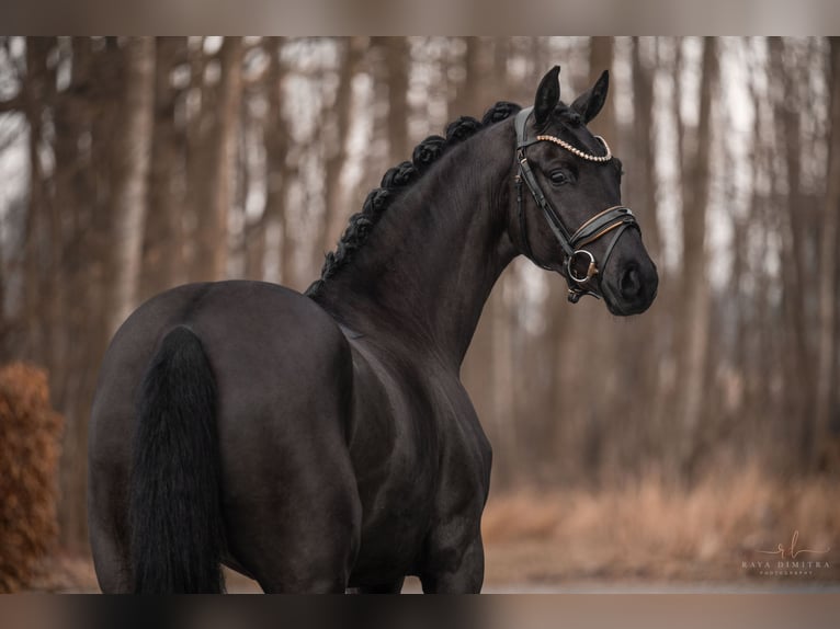 Oldenburg Mare 3 years 16,1 hh Black in Wehringen