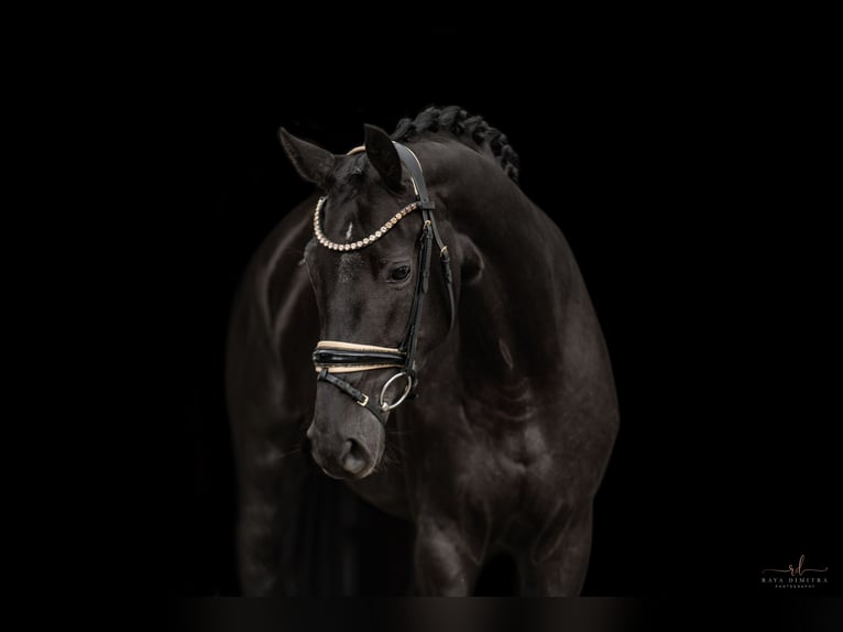 Oldenburg Mare 3 years 16,1 hh Black in Wehringen