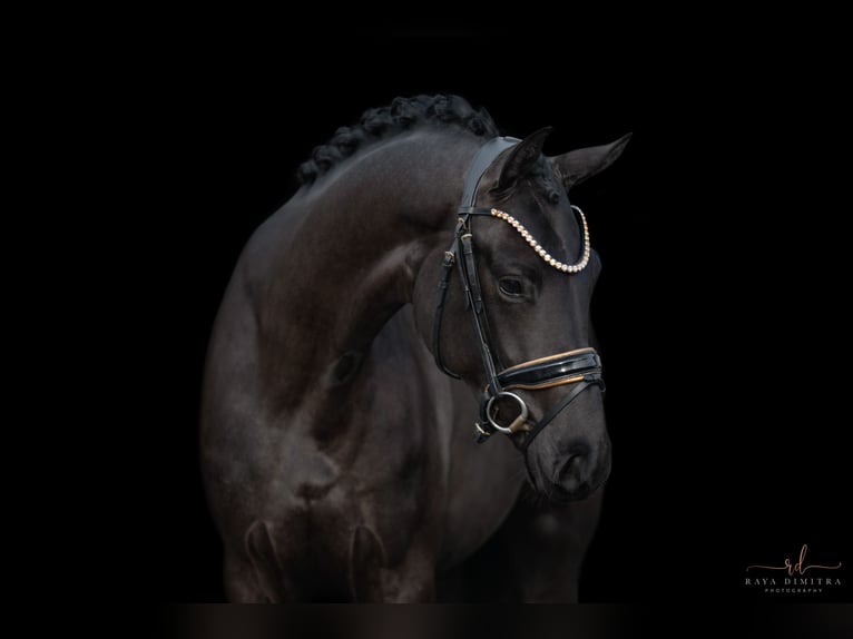 Oldenburg Mare 3 years 16,1 hh Black in Wehringen