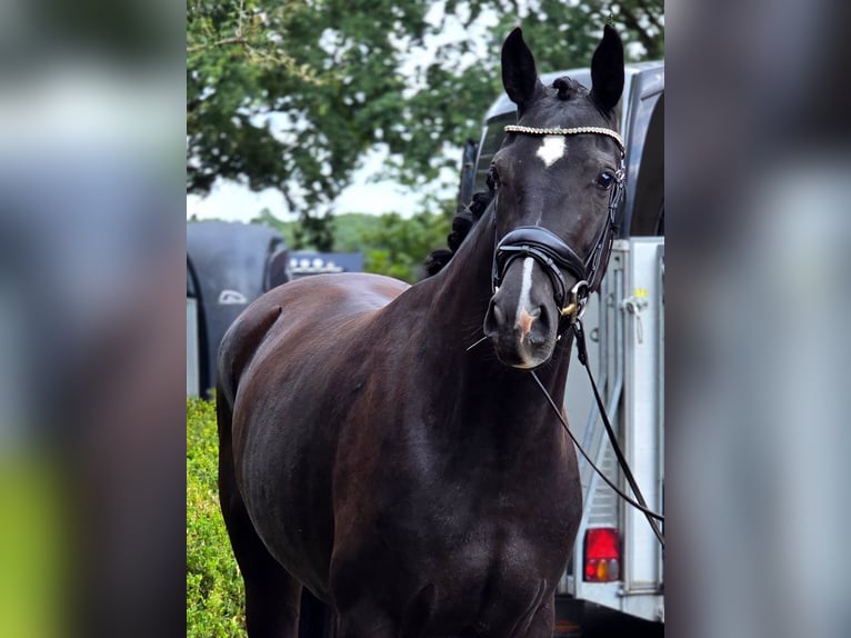 Oldenburg Mare 3 years 16.1 hh Black in Warendorf