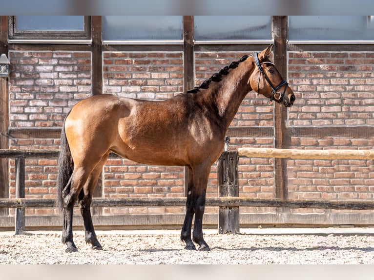 Oldenburg Mare 3 years 16,1 hh Brown in Heidesheim am Rhein