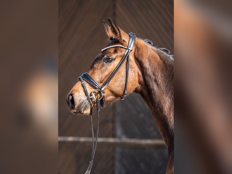 Oldenburg Mare 3 years 16,1 hh Brown in Heidesheim am Rhein