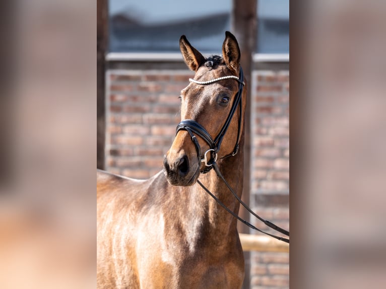 Oldenburg Mare 3 years 16,1 hh Brown in Heidesheim am Rhein