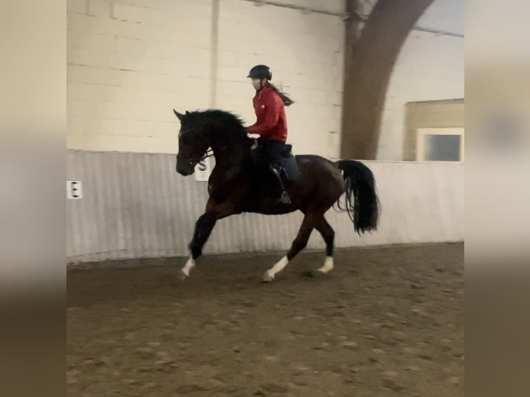 Oldenburg Mare 3 years 16,1 hh Brown in Schenklengsfeld