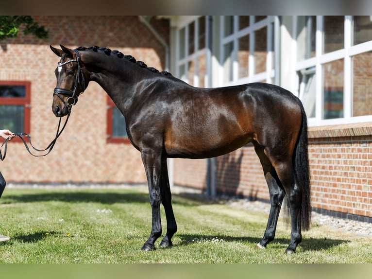 Oldenburg Mare 3 years 16.1 hh Brown in Brodersdorf