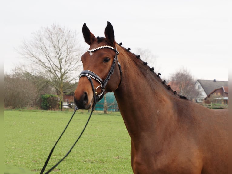 Oldenburg Mare 3 years 16,1 hh Brown in Bramsche