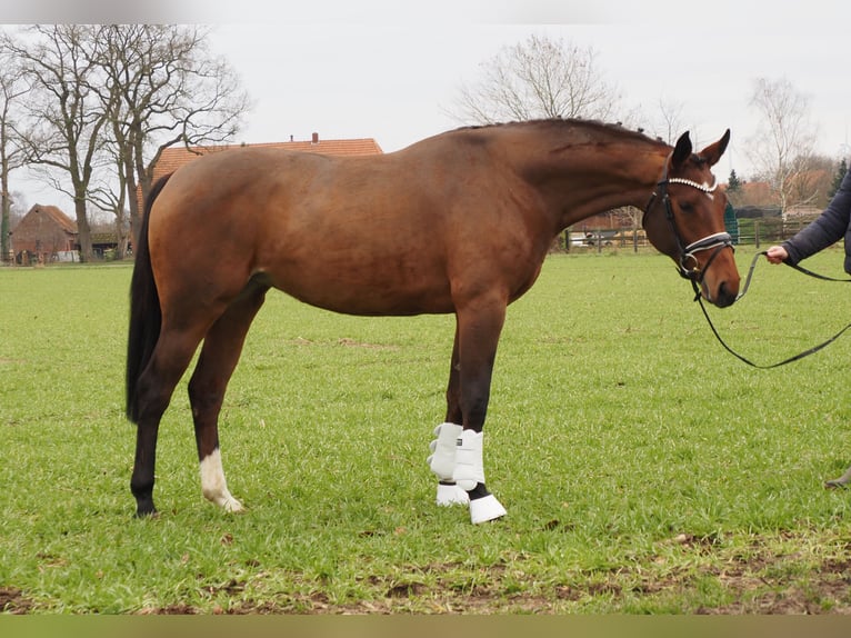 Oldenburg Mare 3 years 16,1 hh Brown in Bramsche