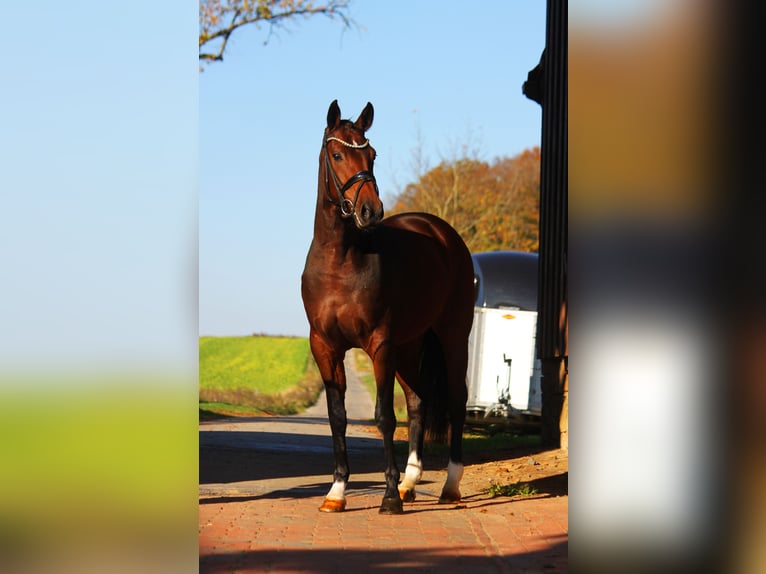 Oldenburg Mare 3 years 16,1 hh Brown in Bramsche