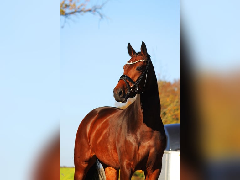 Oldenburg Mare 3 years 16,1 hh Brown in Bramsche