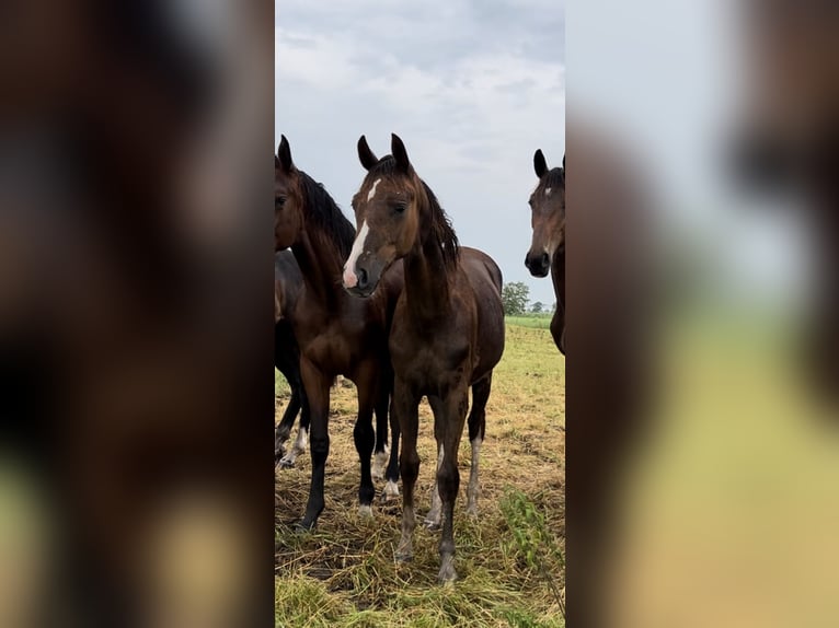 Oldenburg Mare 3 years 16.1 hh Chestnut in Brake