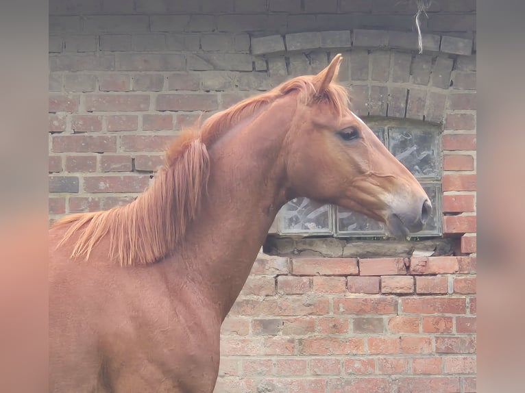 Oldenburg Mare 3 years 16.1 hh Chestnut in Ehrenburg