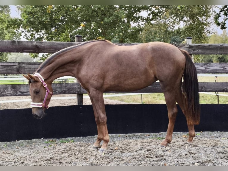 Oldenburg Mare 3 years 16.1 hh Chestnut in Wingst