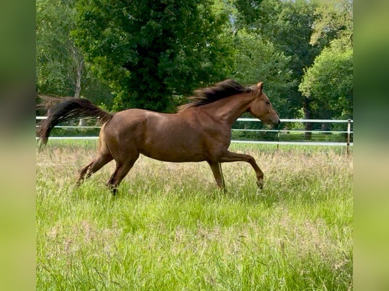Oldenburg Mare 3 years 16.1 hh Chestnut in Wingst